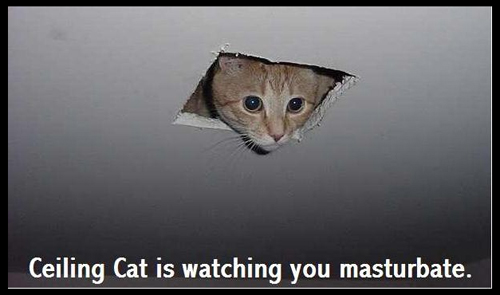IMAGE(http://rps.net/QS/Images/ceiling_cat.jpg)